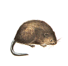 rat musqu 2.GIF (13681 octets)