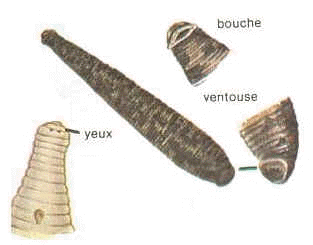 wpe1.jpg (7466 octets)