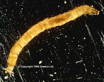 larve tipule 350.jpg (30977 octets)